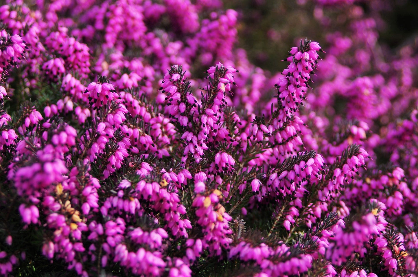 100 Scotch TRUE HEATHER Shrub Scot's Purple Pink Flower Calluna Vulgaris Seeds