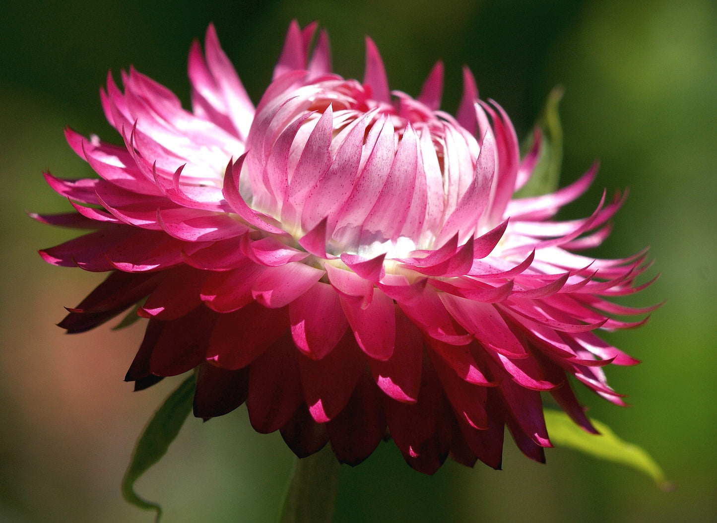 50 PINK DOUBLE STRAWFLOWER Helichrysum  Xerochrysum Bracteatum Flower Seeds