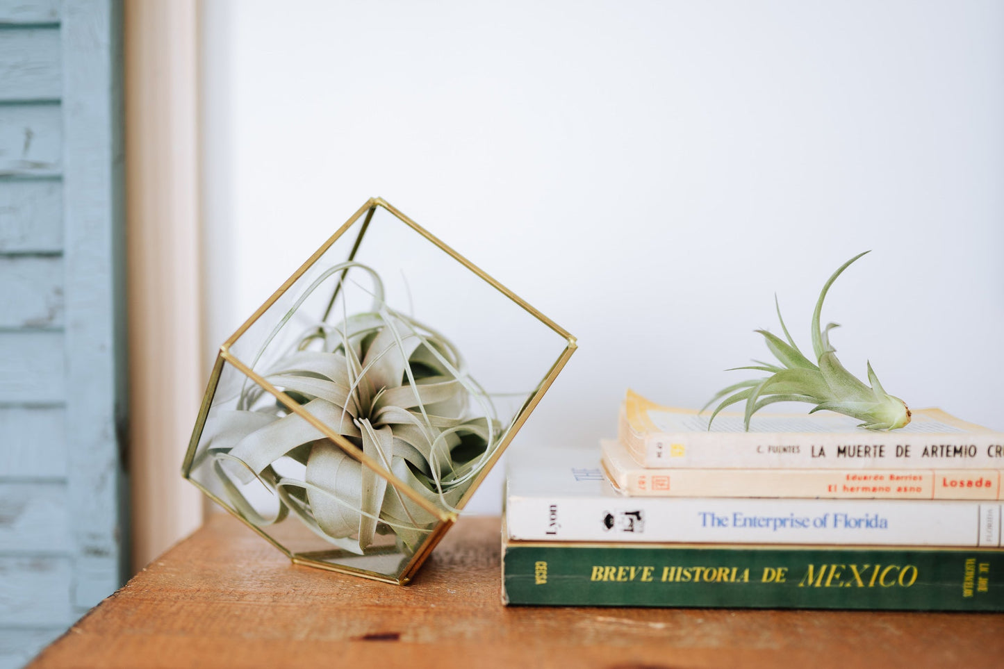 Heptahedron Geometric Glass Terrariums - Set of 2 - with Tillandsia Red Abdita, Ionantha and Small Xerographica