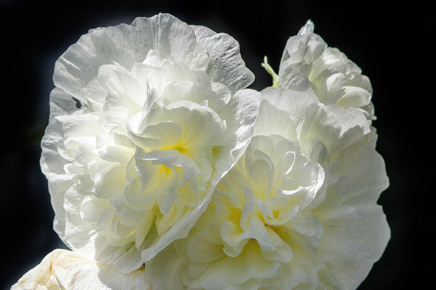 50 Dwarf Double HOLLYHOCK MAJORETTE MIX Alcea Rosea Red Pink White Maroon Yellow Mixed Color Flower Seeds