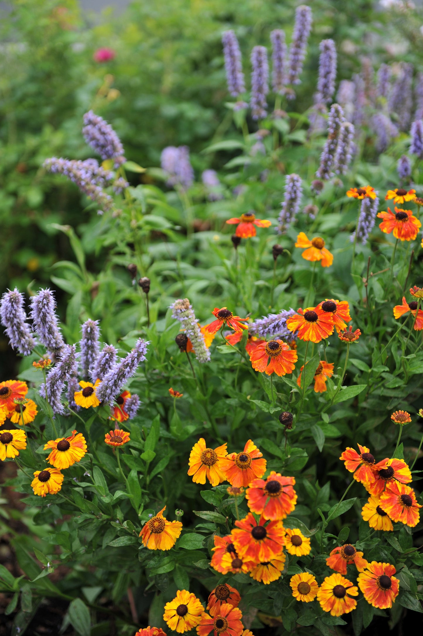 500 PURPLE ANISE HYSSOP (Licorice Mint / Blue Giant) Agastache Foeniculum Herb Flower Seeds