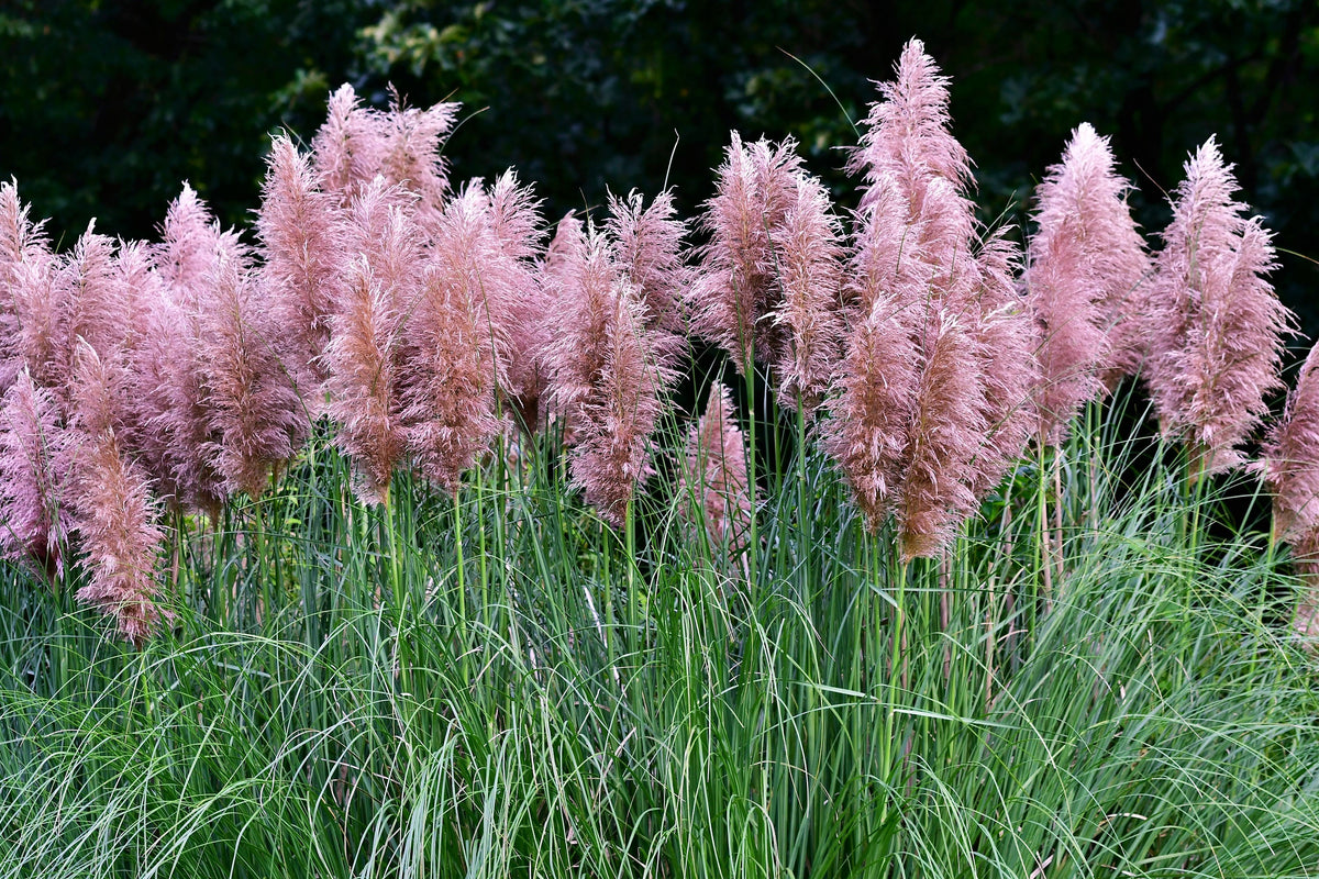 200 Ornamental PINK PAMPAS GRASS Cortaderia Selloana Rosea Seeds