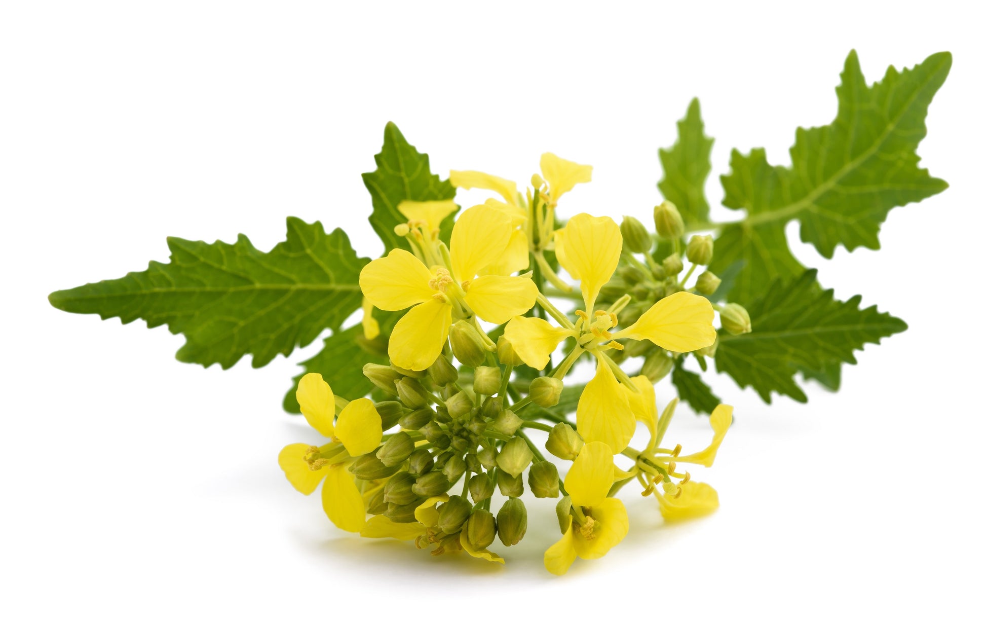 yellow mustard seed plant 1000 YELLOW MUSTARD Brassica Juncea Vegetable Herb Seeds – Seedville USA