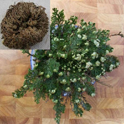 SMALL Live RESURRECTION PLANT Rose of Jericho Dinosaur Fern Miracle Air *Flat Shipping