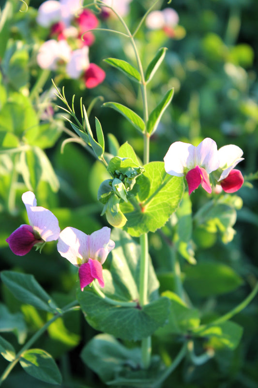 50 AUSTRIAN WINTER PEA Caley Flower Pisum Sativum Ground Cover Crop Legume Seeds