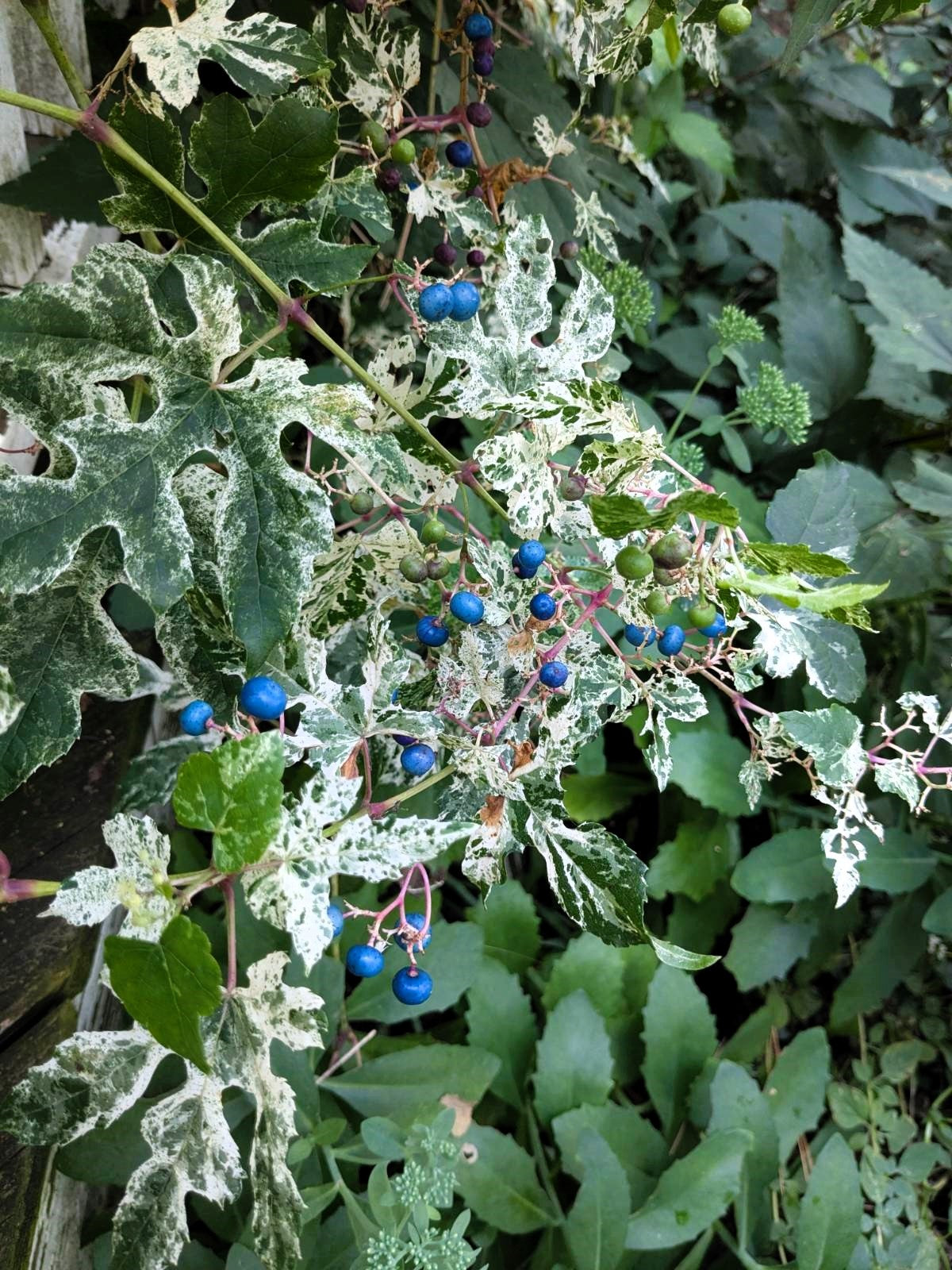 10 Variegated PORCELAIN BERRY VINE Ampelopsis Brevipedunculata Elegans Ampelopsis Glandulosa Amur Peppervine Blue Pink Purple Berries Seeds
