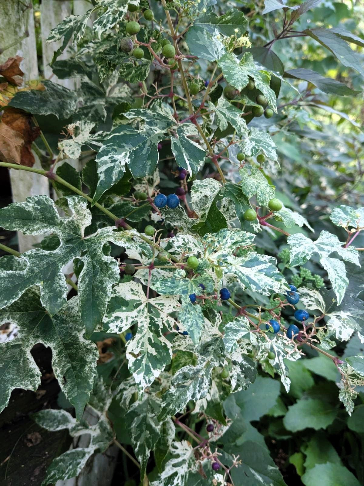 10 Variegated PORCELAIN BERRY VINE Ampelopsis Brevipedunculata Elegans Ampelopsis Glandulosa Amur Peppervine Blue Pink Purple Berries Seeds
