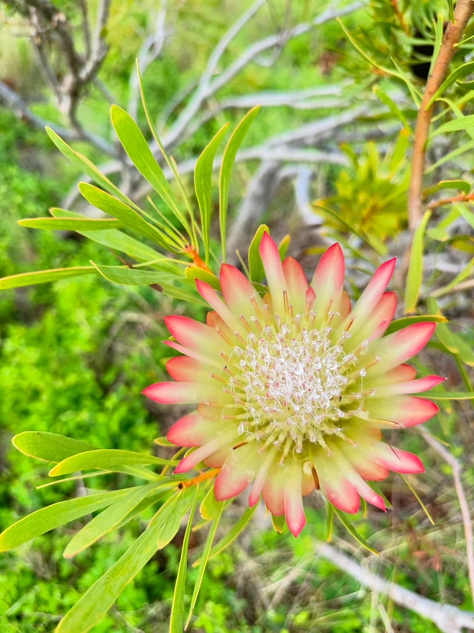 protea flower seeds 5 SUGARBUSH PROTEA Repens Yellow & Pink Huge Flower Seeds