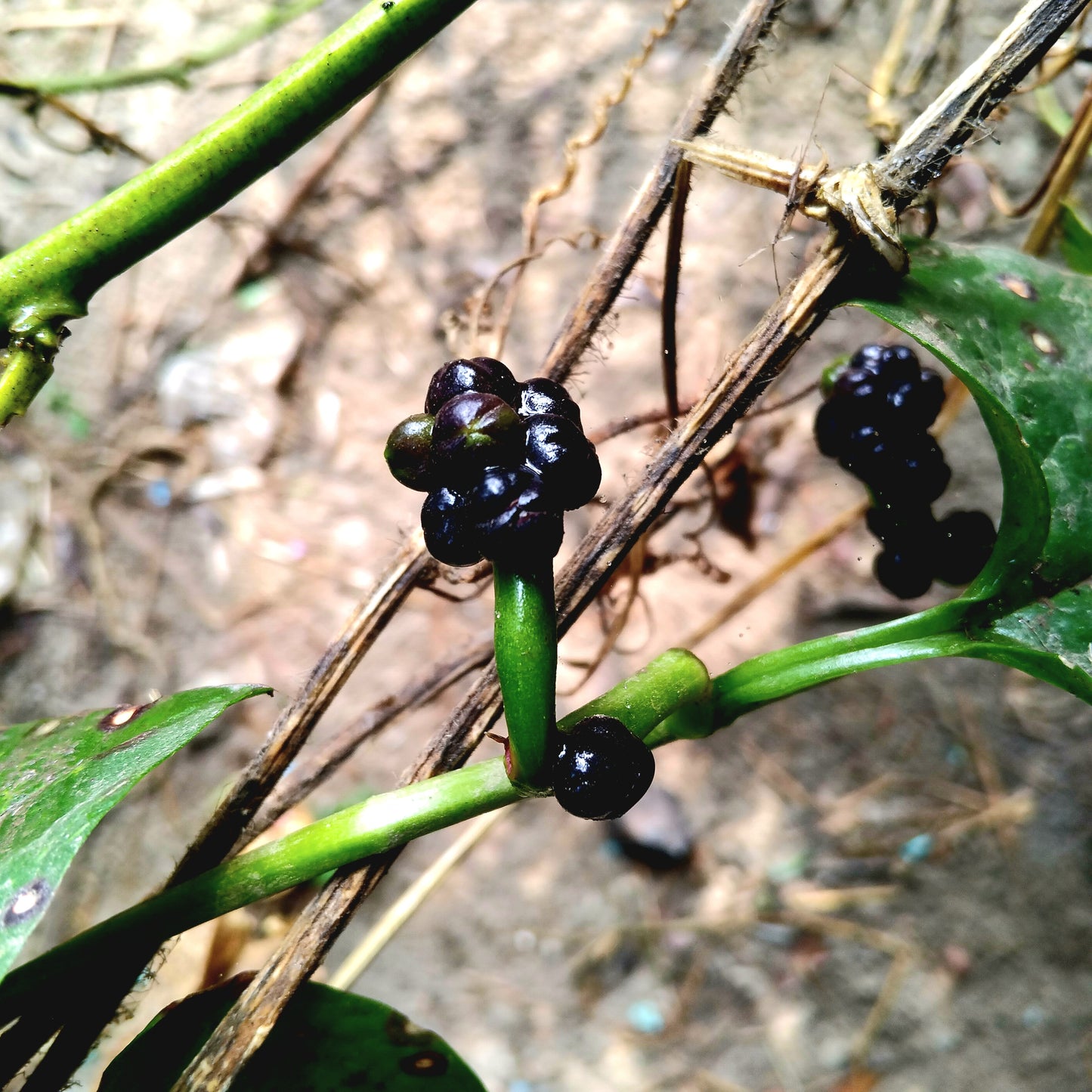 50 GREEN VINES SUPREME MALABAR SPINACH Ceylon Basella Alba Vegetable Seeds