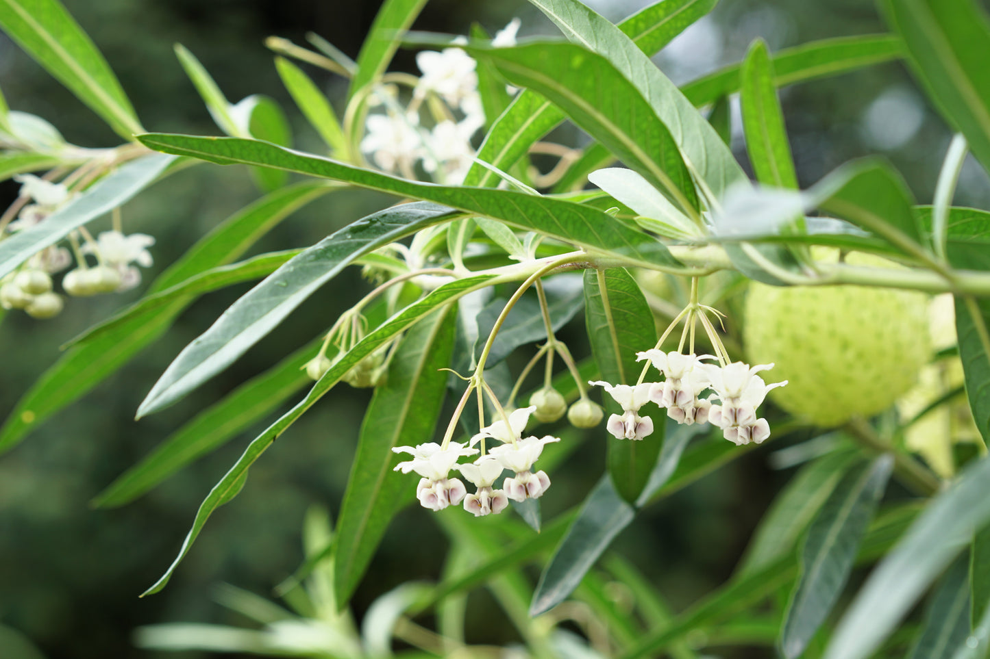 10 BALLOON MILKWEED Hairy Balls Butterfly Weed Asclepias Gomphocarpus Physocarpus Monarch Flower Seeds