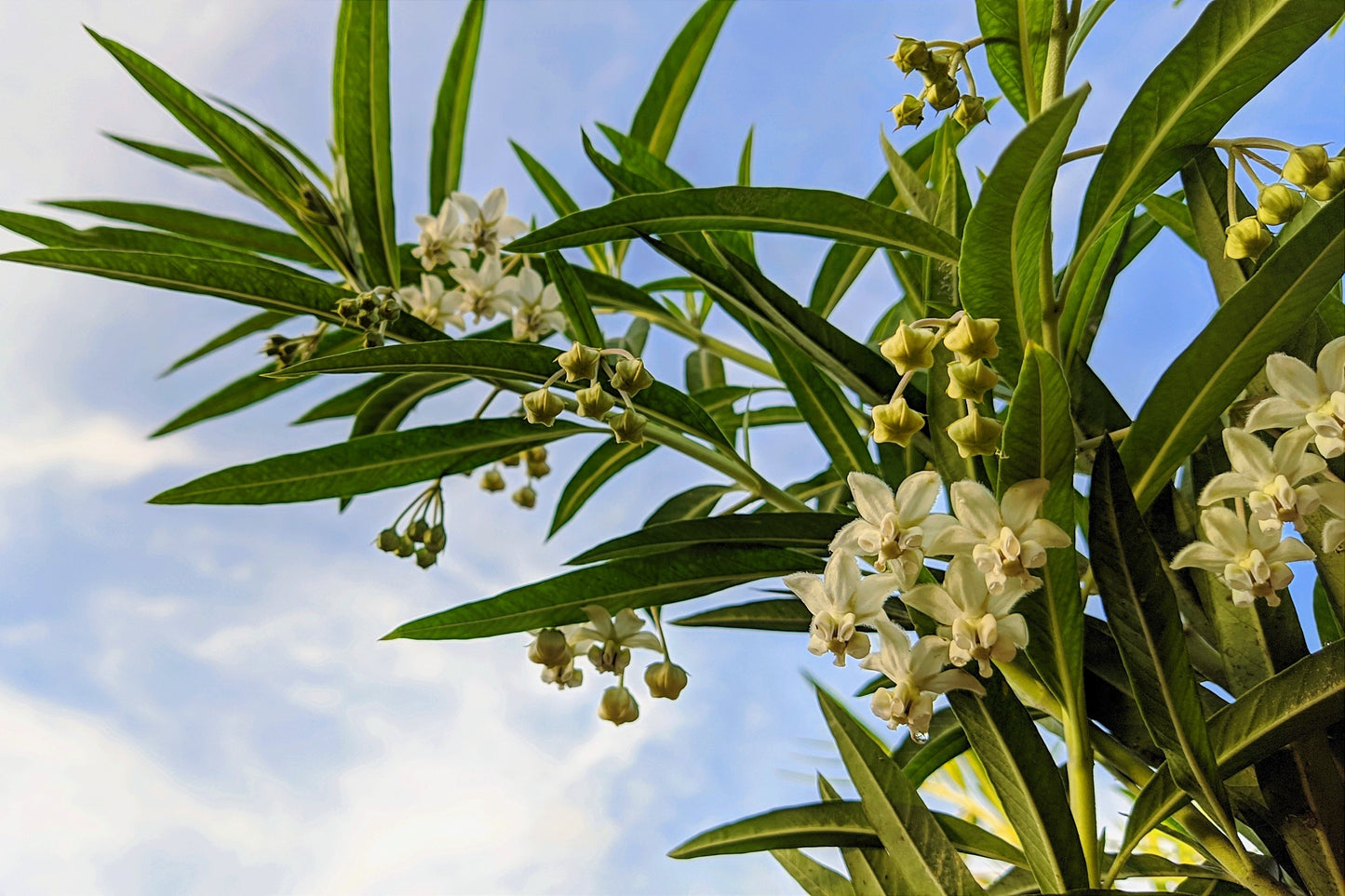 10 BALLOON MILKWEED Hairy Balls Butterfly Weed Asclepias Gomphocarpus Physocarpus Monarch Flower Seeds