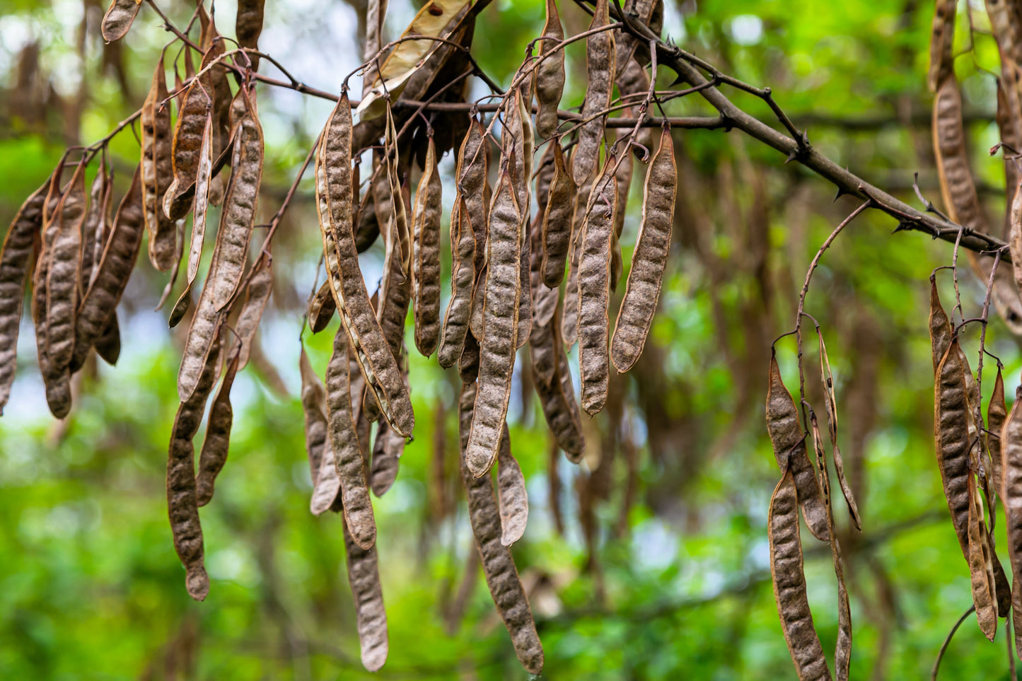 25 Flowering BLACK LOCUST TREE (Yellow Locust / False Acacia) Robinia Pseudoacacia Seeds