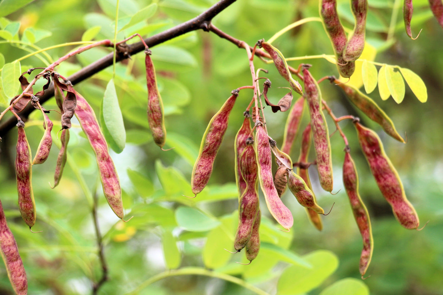 15 ROSE LOCUST / Pink ACACIA Flower Robinia Hispida Fertilis Tree Shrub Seeds