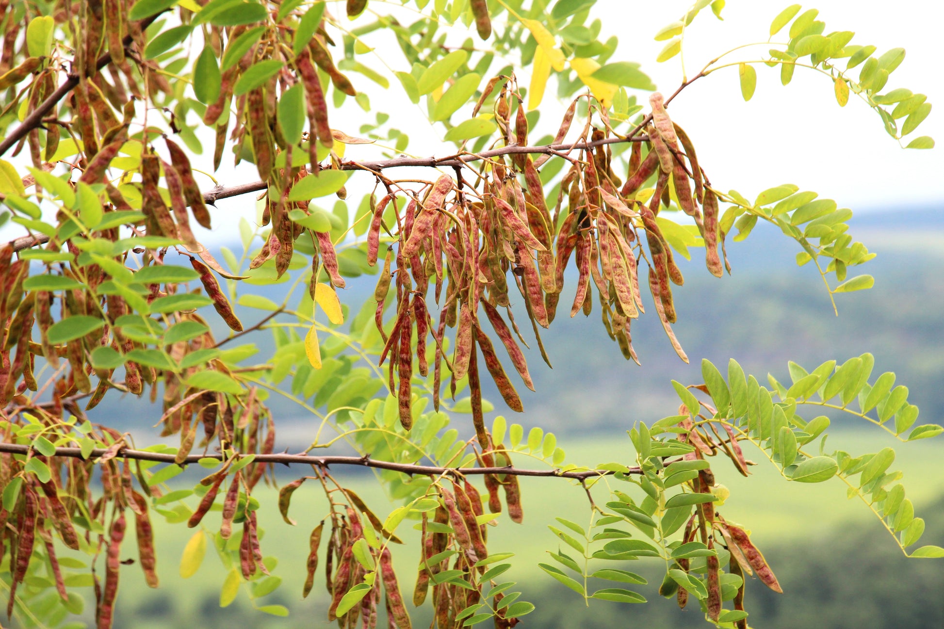 planting black locust seeds 25 Flowering BLACK LOCUST TREE (Yellow Locust / False Acacia) Robinia Pseudoacacia Seeds