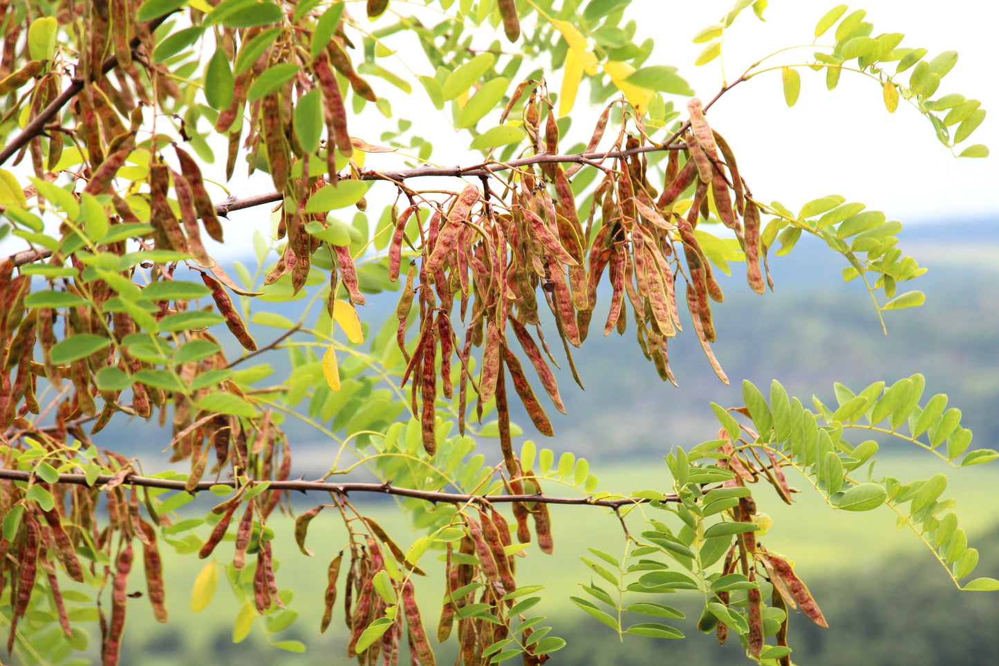 25 Flowering BLACK LOCUST TREE (Yellow Locust / False Acacia) Robinia Pseudoacacia Seeds