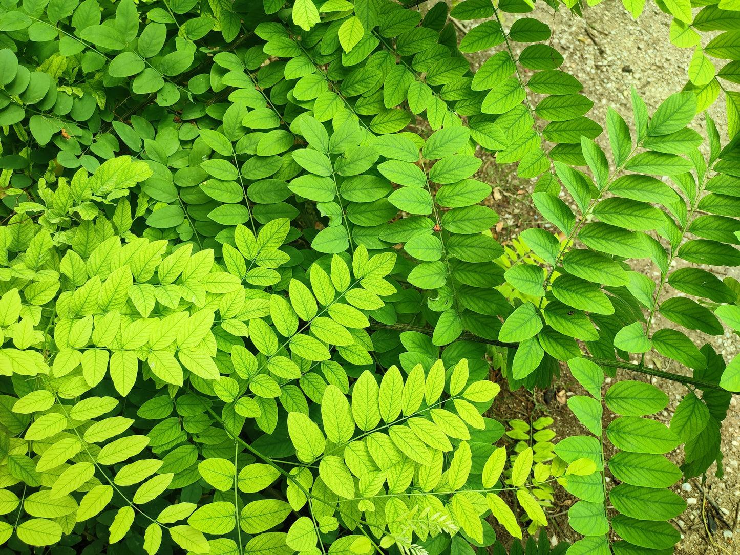 25 Flowering BLACK LOCUST TREE (Yellow Locust / False Acacia) Robinia Pseudoacacia Seeds