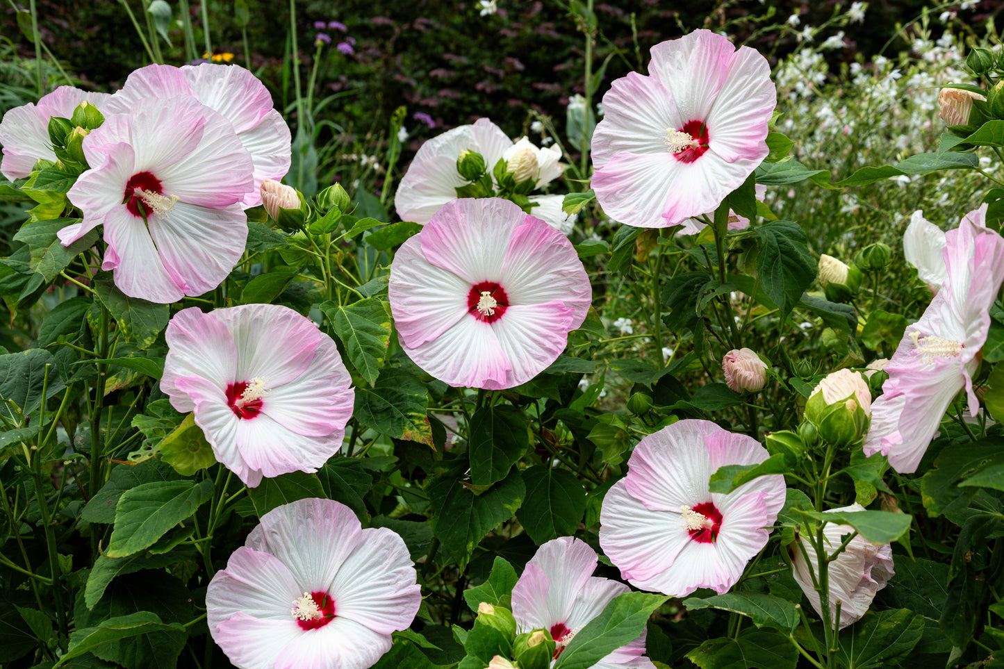 10 Luna PINK SWIRL Hardy HIBISCUS Moscheutos Flower Seeds