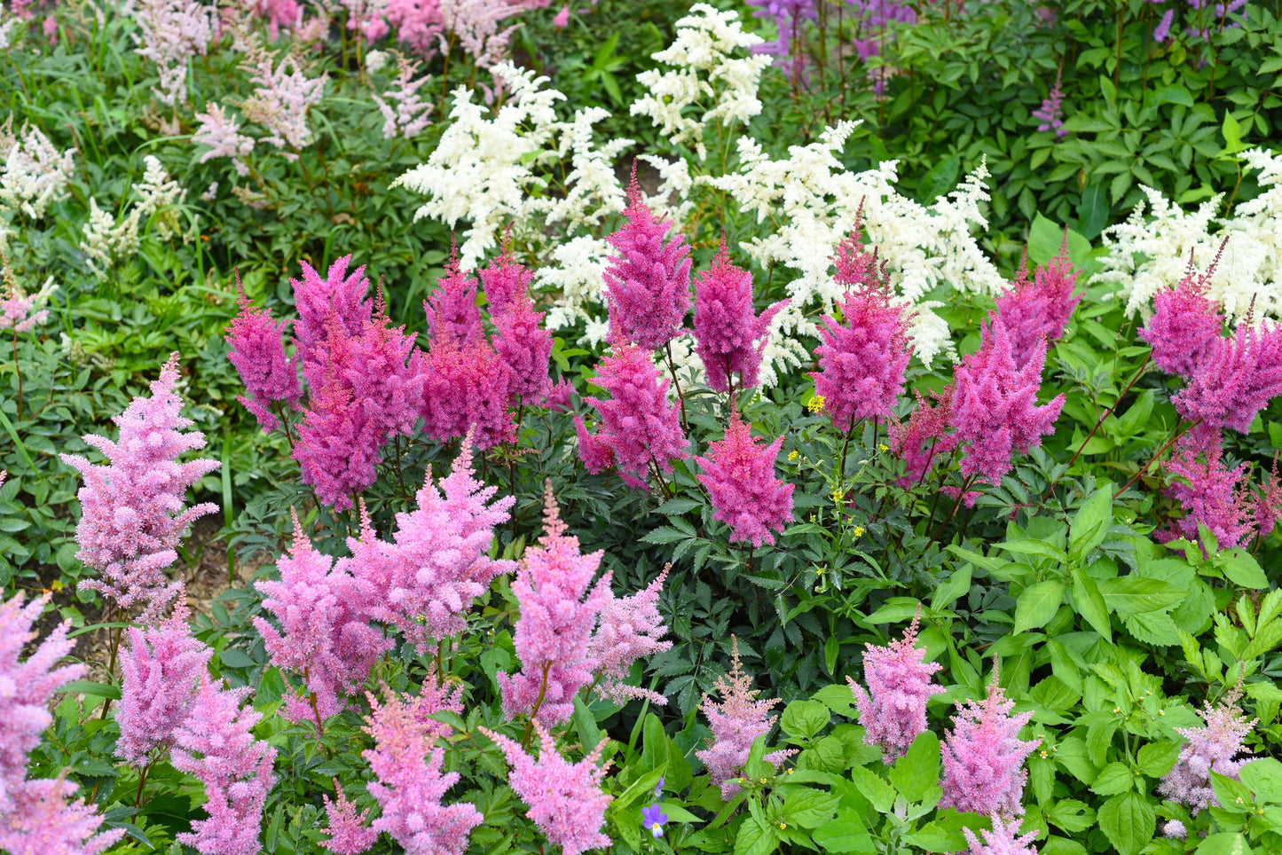 50 MIXED Colors ASTILBE BUNTER Astilbe Simplicifolia Shade Red White Purple Pink Shade Flower Seeds