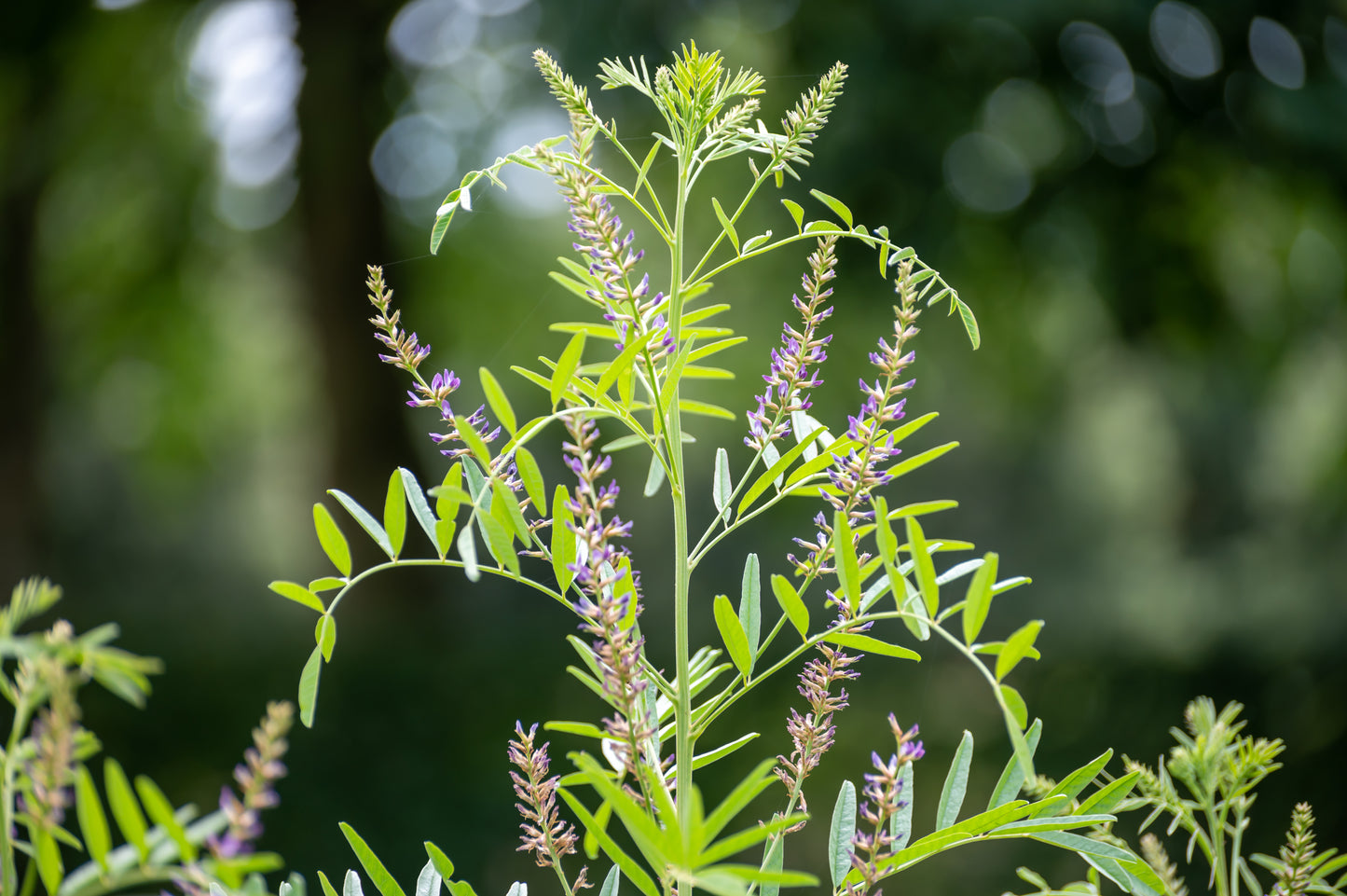 10 COMMON LICORICE Liquorice Glycyrrhiza Glabra Herb Purple Flower Seeds