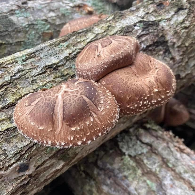 Organic Shiitake Mushroom Outdoor Log Kit