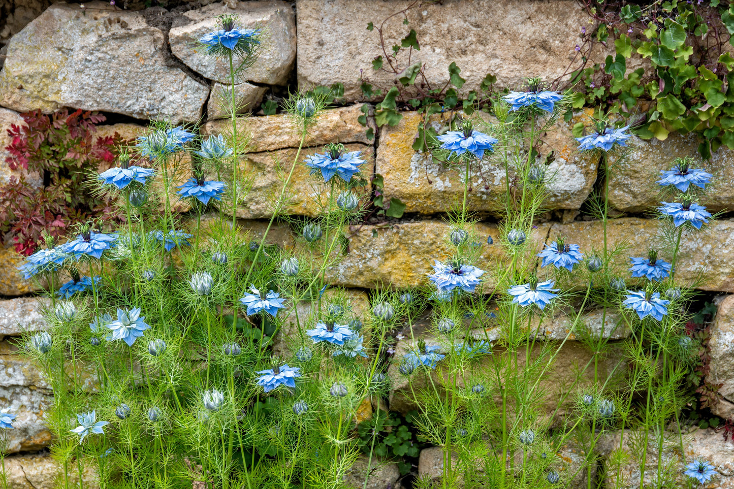 400 Blue & White LOVE IN A MIST Nigella Damascena Fennel Flower Seeds