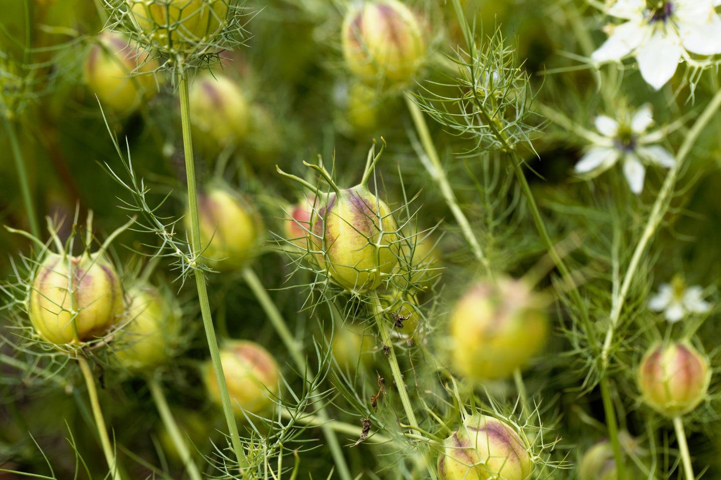 400 Blue & White LOVE IN A MIST Nigella Damascena Fennel Flower Seeds