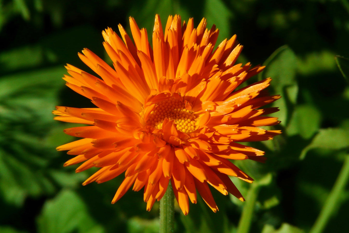 50 RADIO ENGLISH MARIGOLD Calendula Officinalis Orange & Yellow Pot Flower Seeds