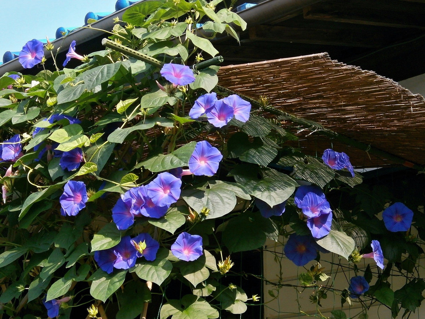 50 Mixed JAPANESE MORNING GLORY Ipomoea Nil Flower Vine Color Mix Bicolor Tricolor Blue Red White Pink Purple Violet Seeds