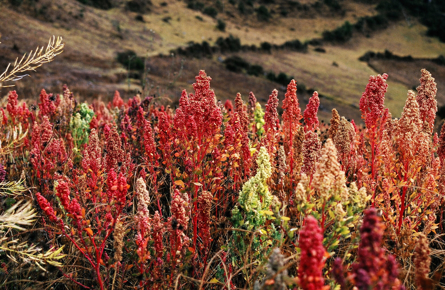 100 Organic BRILLIANT RAINBOW QUINOA Mix Mixed Colors Chenopodium Grain Greens Vegetable Seeds