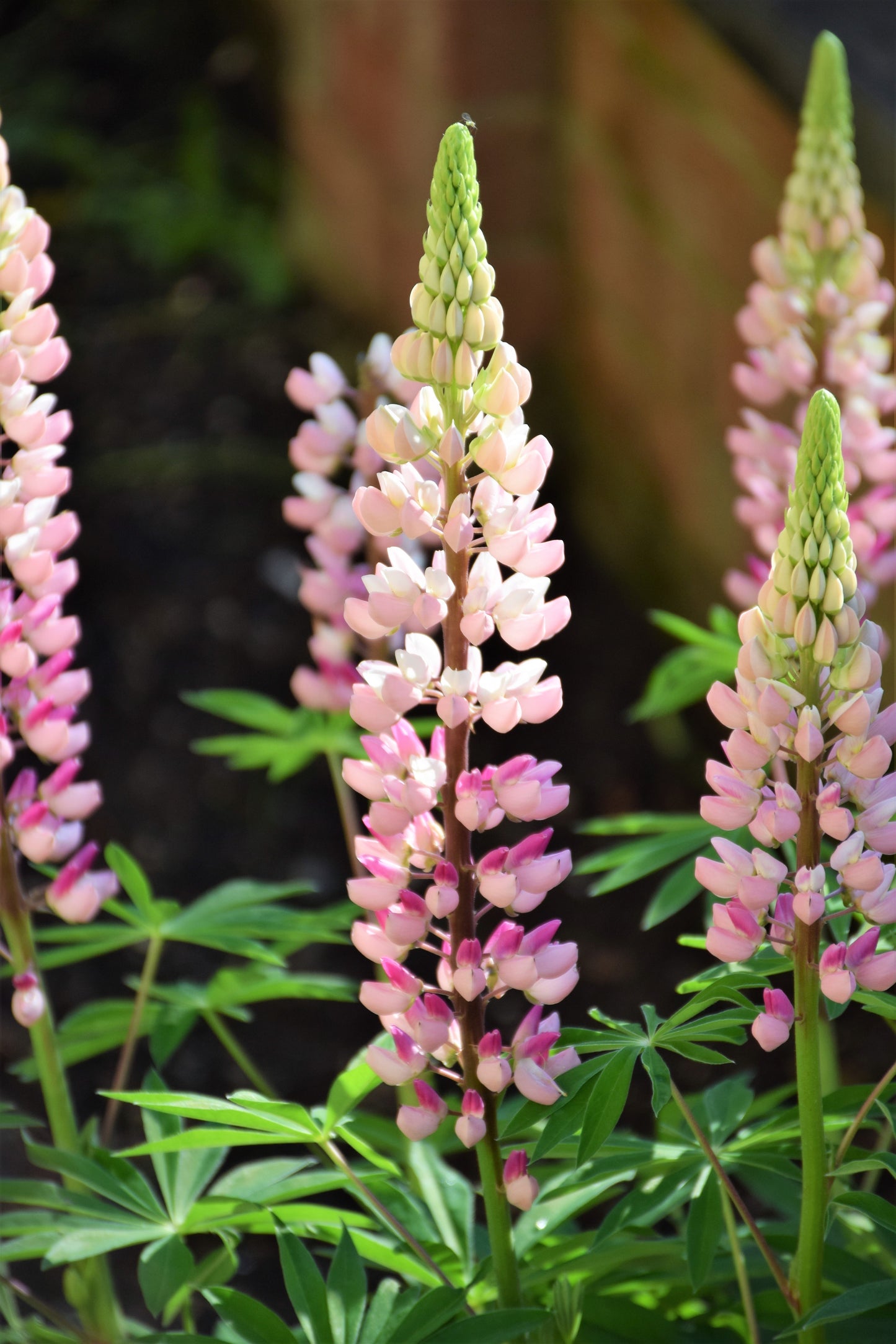 50 Elegant Dwarf PINK FAIRY LUPINE Lupinus Elegans Bicolor Lupin Pink & White Hummingbird Flower Seeds