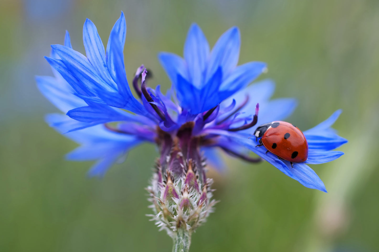 1000 Dwarf Blue BACHELORS BUTTON CORNFLOWER Centaurea Cyanus Flower Seeds