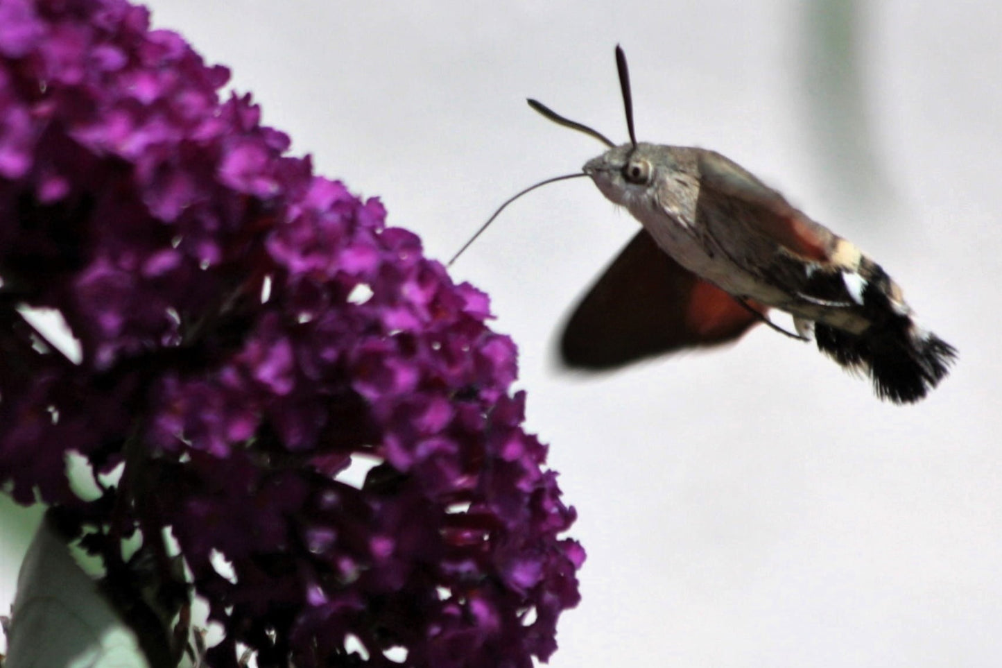 100 MIXED Colors BUTTERFLY BUSH Buddleja Davidii Flower Shrub Seeds