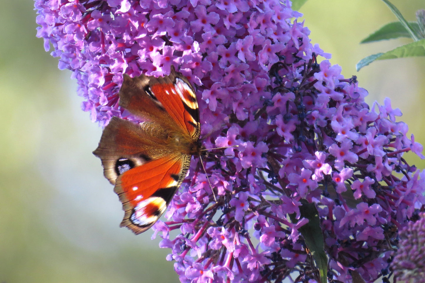 100 MIXED Colors BUTTERFLY BUSH Buddleja Davidii Flower Shrub Seeds