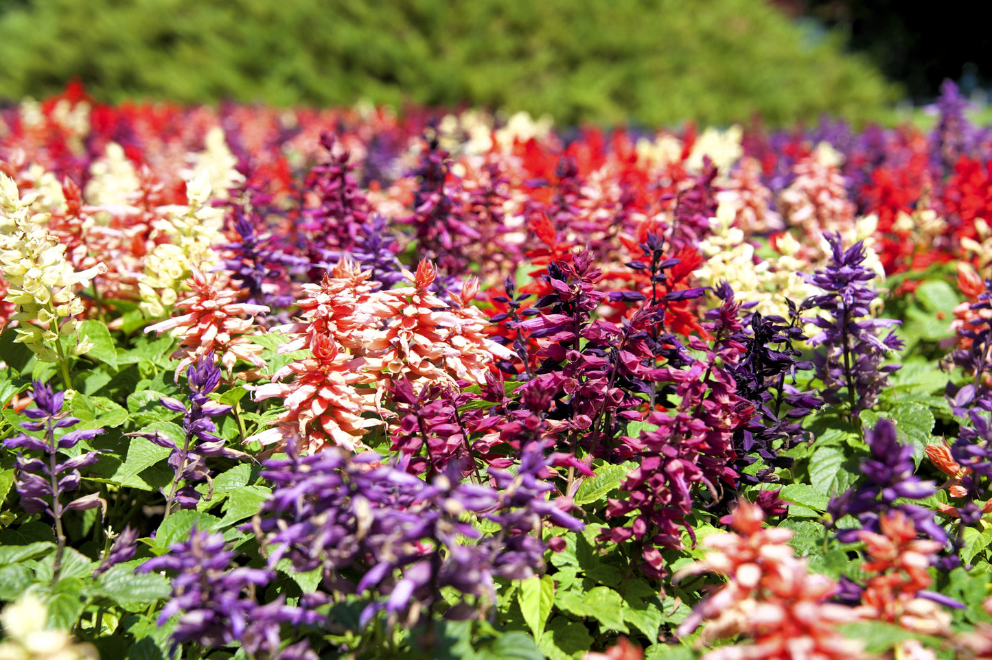 100 MIXED COLORS SALVIA Splendens Red Purple White Pink Sage Flower Seeds