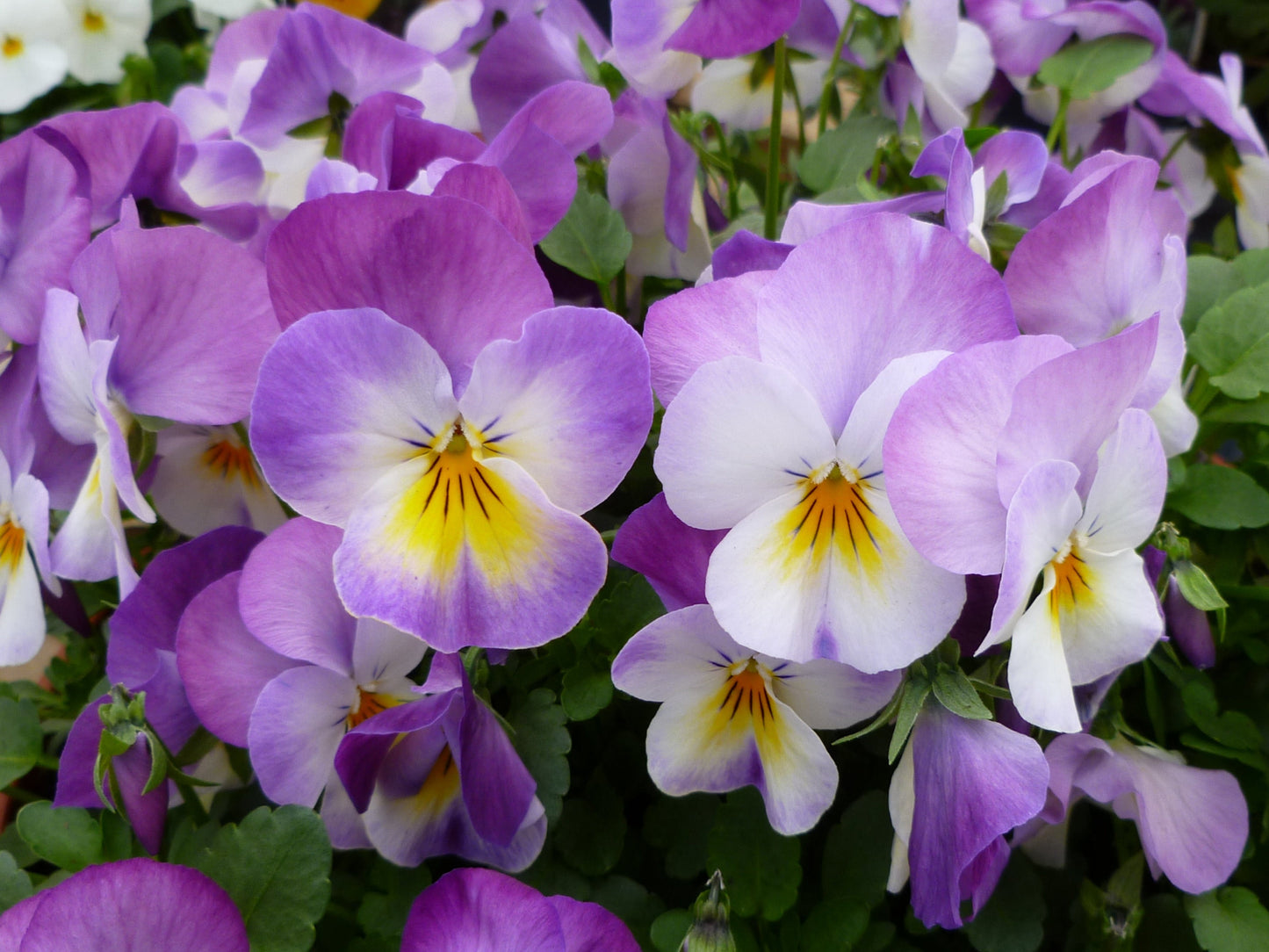 50 Light JOHNNY JUMP UP Viola Tricolor Violet Flower Seeds