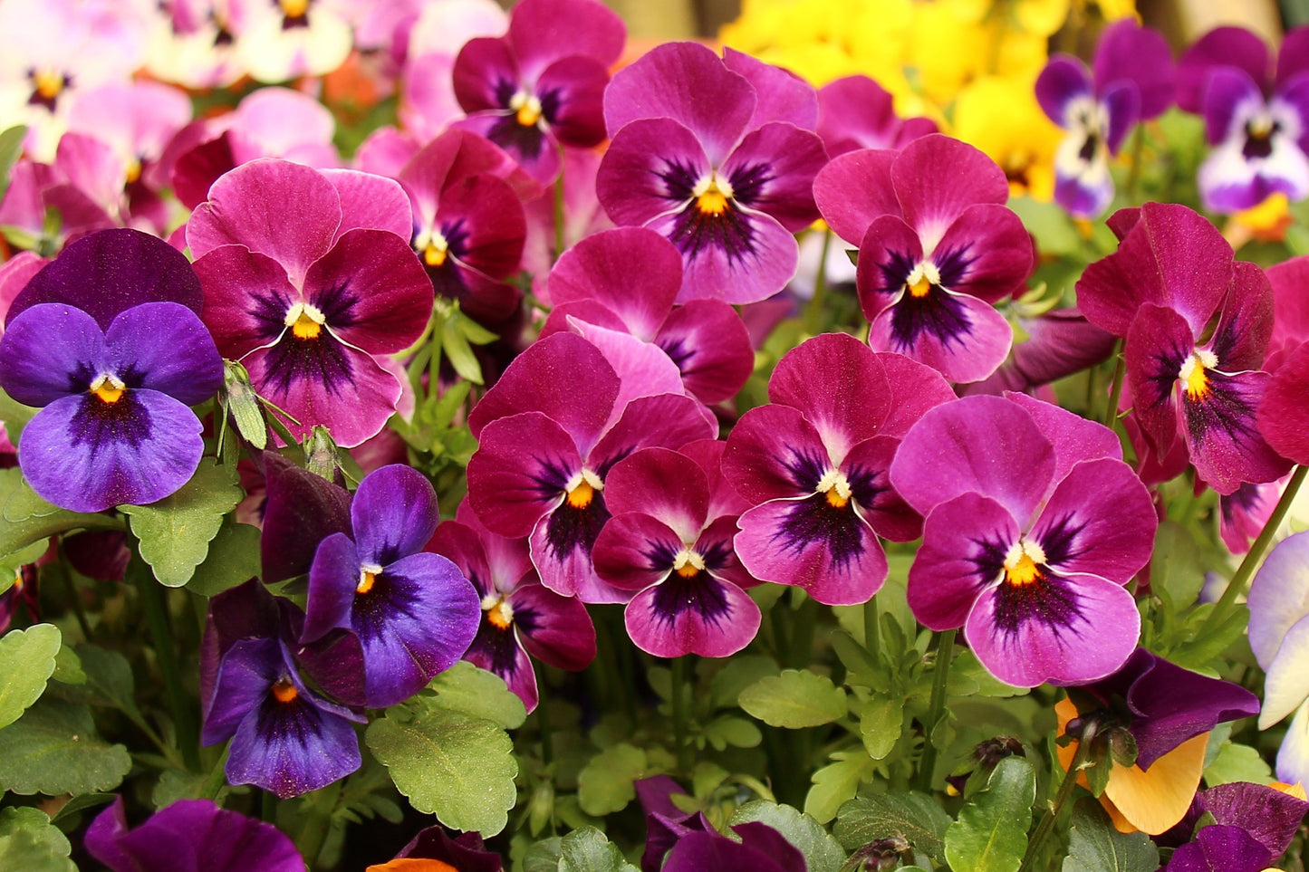 50 RASPBERRY BLOTCH PANSY Swiss Giant Viola Wittrockiana Pink Flower Seeds