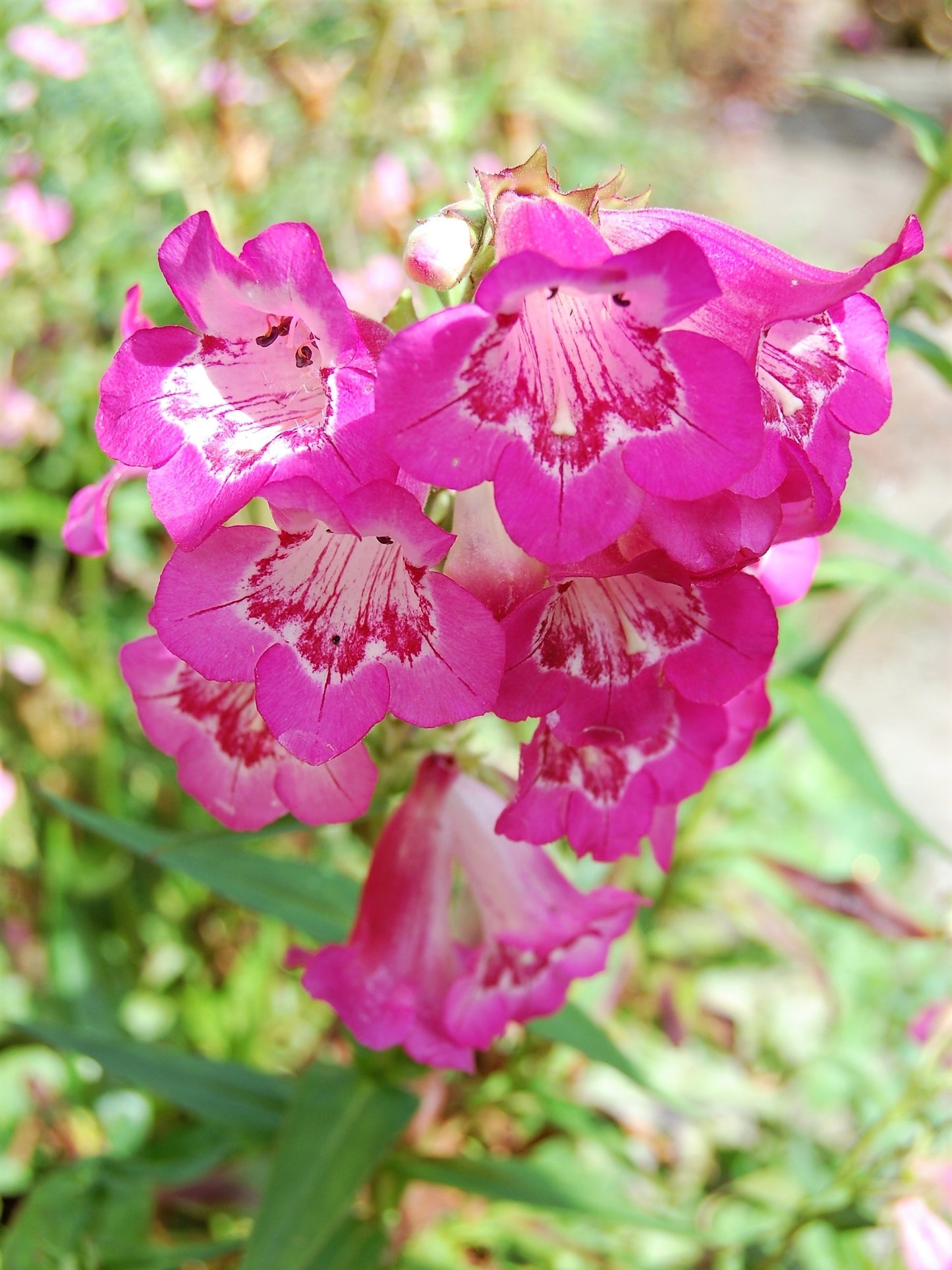 100 SENSATION MIX PENSTEMON Hartwegii Beardtongue Mixed Colors Two Tone Red, Pink, White, Purple, White Flower Seeds