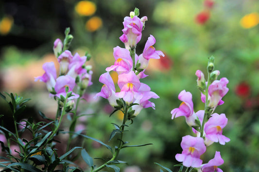 250 LARGE FLOWERED BEARDTONGUE Penstemon Grandiflorus Native Pink Purple Flower Seeds