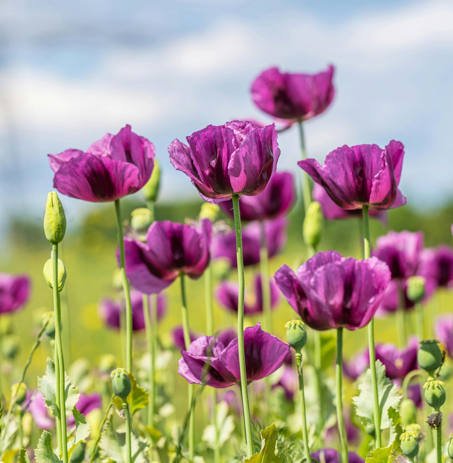 1000 HUNGARIAN BREADSEED POPPY Papaver Somniferum Purple Blue Flower Seeds