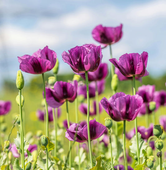 1000 HUNGARIAN BREADSEED POPPY Papaver Somniferum Purple Blue Flower Seeds