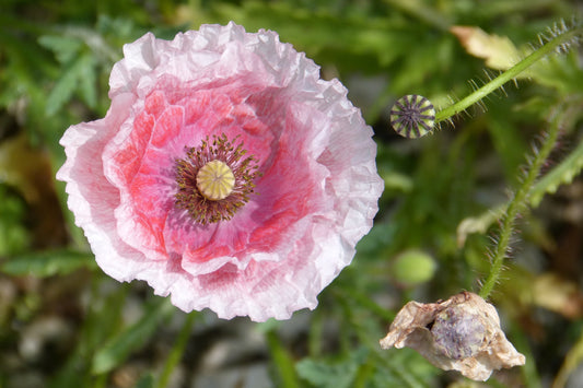 1000 PINK & WHITE POPPY Papaver Somniferum Flower Seeds