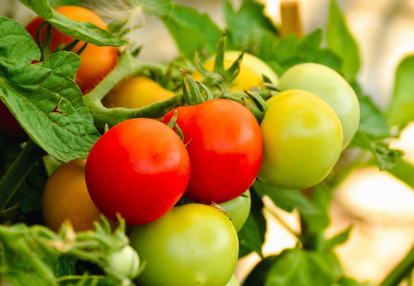 1 Oz Bulk ITALIAN TREE TOMATO 'Trip L Crop' Seeds - 1 Ounce = Approx 9500 Seeds