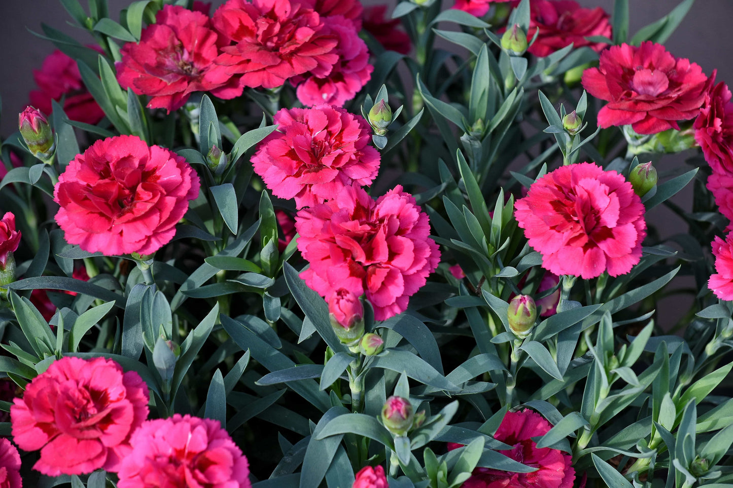 100 Mixed CARNATION / DOUBLE DIANTHUS Chinensis Flower Seeds
