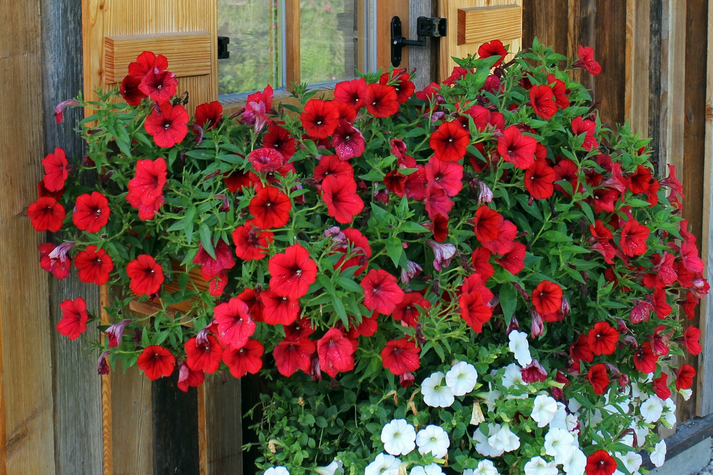 500 Fire Chief RED PETUNIA Nana Compacta Sun Annual AAS Winner Fragrant Hummingbird Flower Seeds