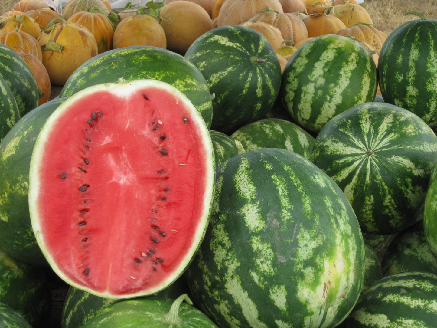 100 CRIMSON SWEET WATERMELON Citrullus lanatus Fruit Melon Seeds