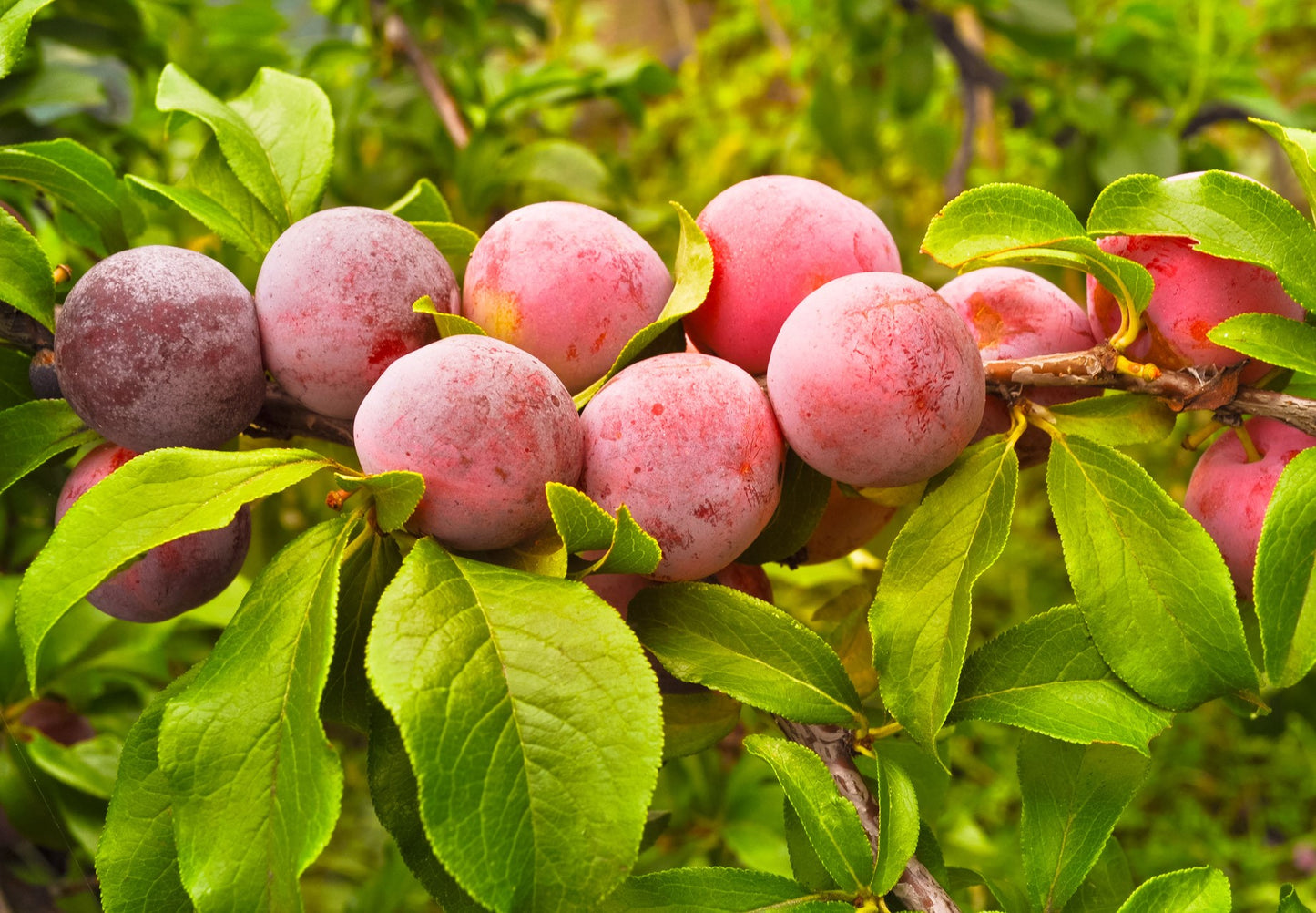 5 AMERICAN PLUM Prunus Americana Red Purple Fruit White Flower Shrub Tree Seeds