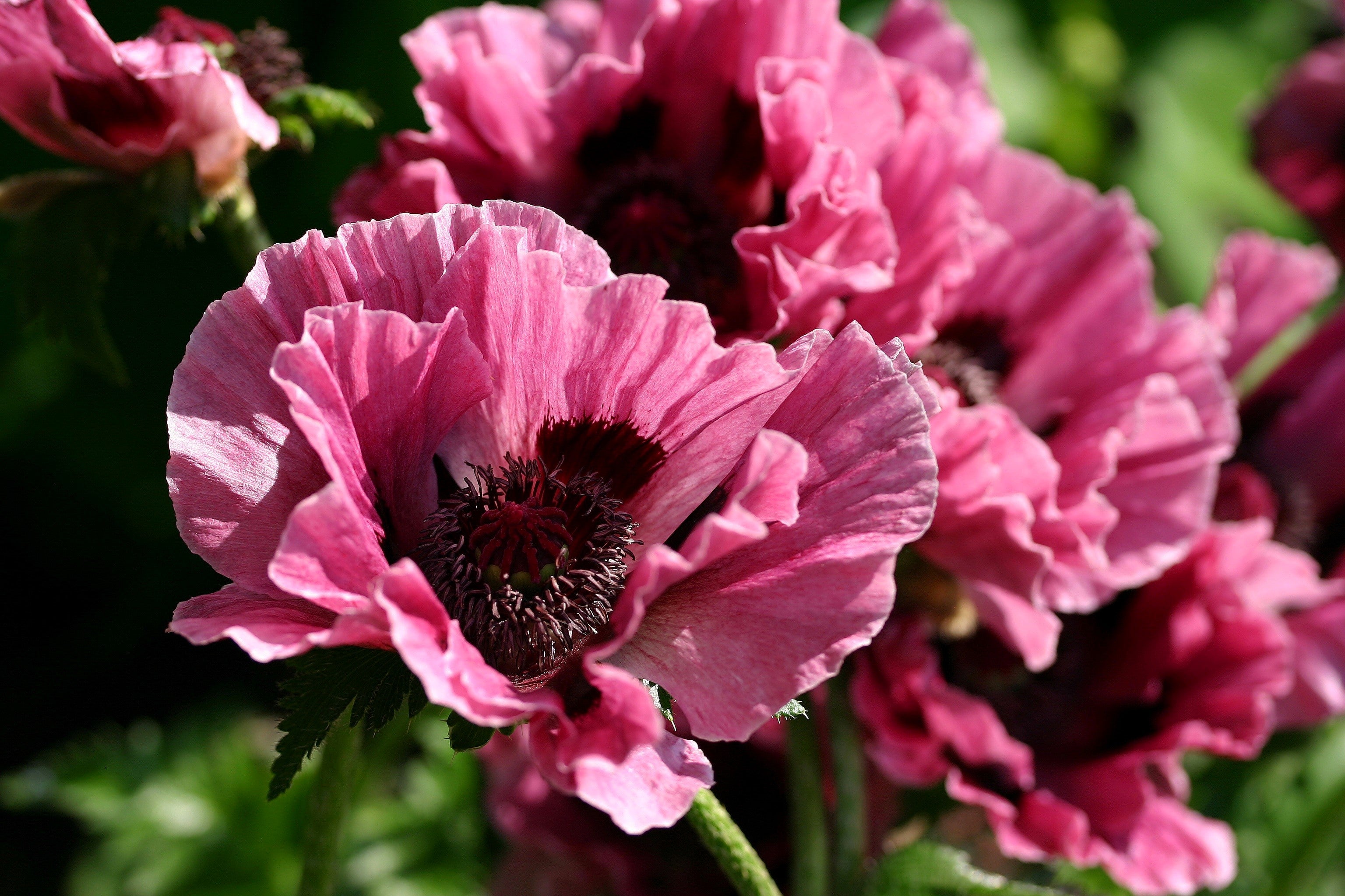 Seedville Oriental Poppy - Thumbnail 4