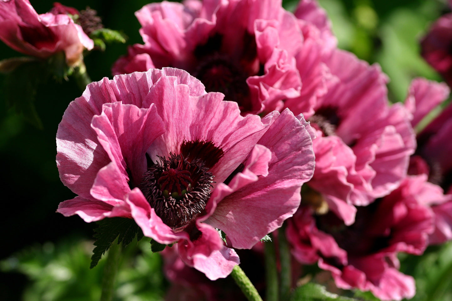 1000 MIXED Colors ORIENTAL POPPY Papaver Orientale Flower Seeds