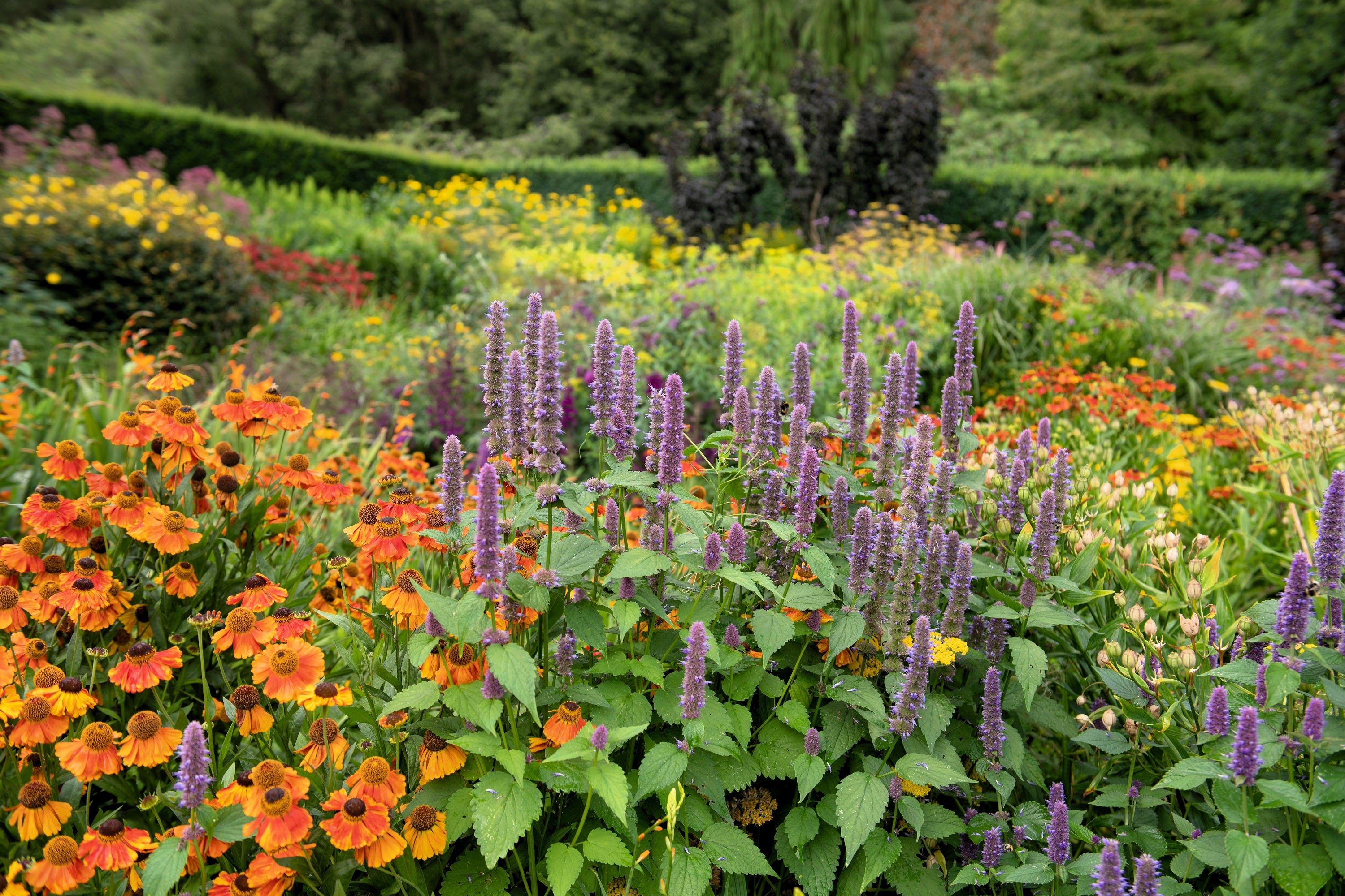 Seedville Anise Hyssop - Thumbnail 4