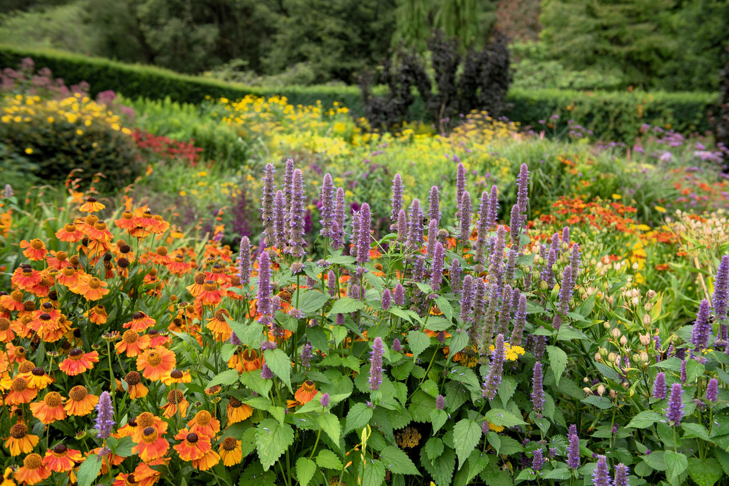 500 PURPLE ANISE HYSSOP (Licorice Mint / Blue Giant) Agastache Foeniculum Herb Flower Seeds